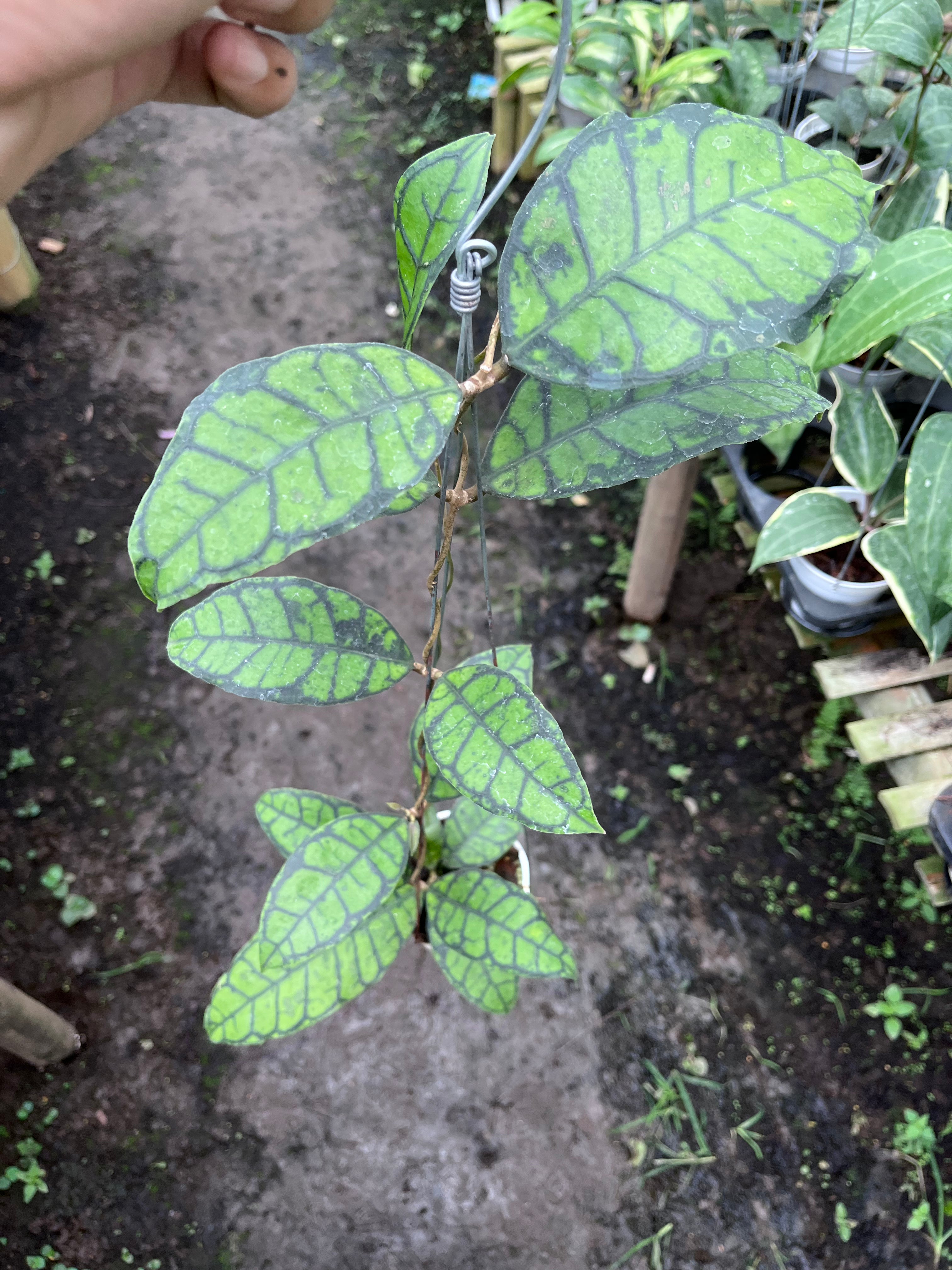 Hoya Callystophylla Turtle