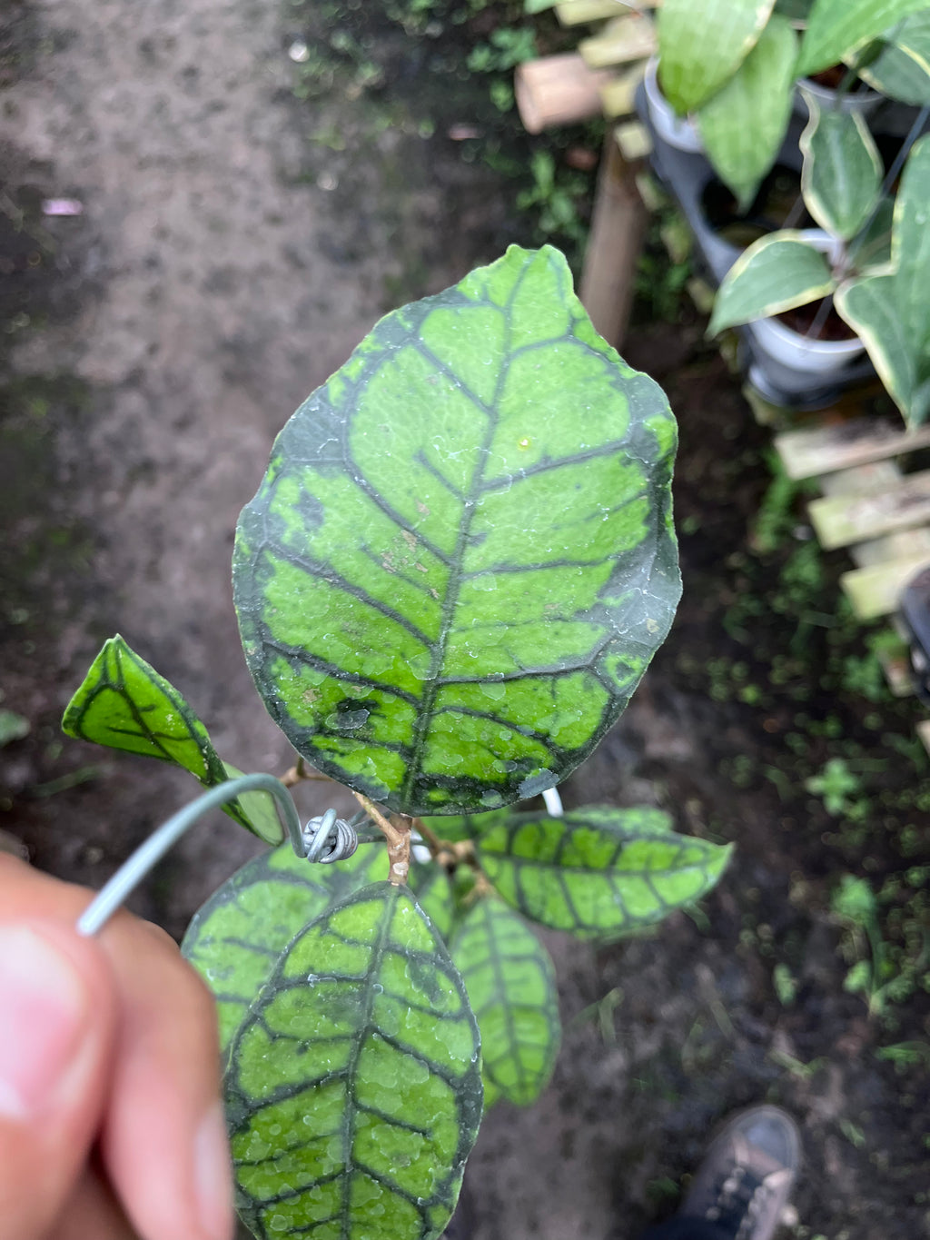 Hoya Callystophylla Turtle