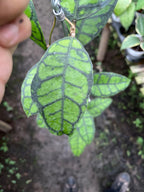 Hoya Callystophylla Turtle