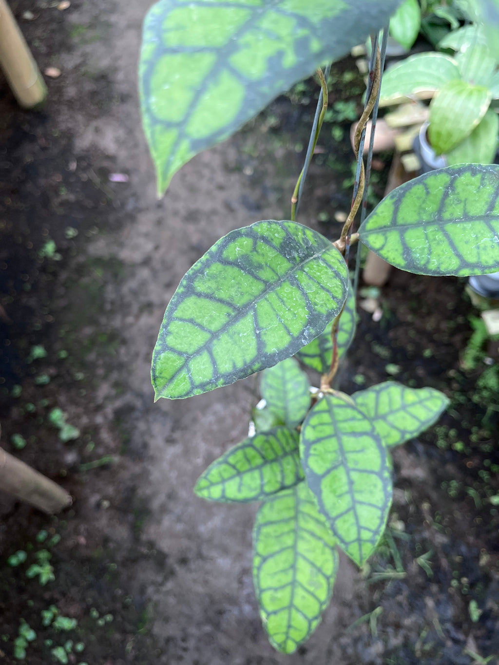 Hoya Callystophylla Turtle