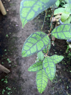 Hoya Callystophylla Turtle