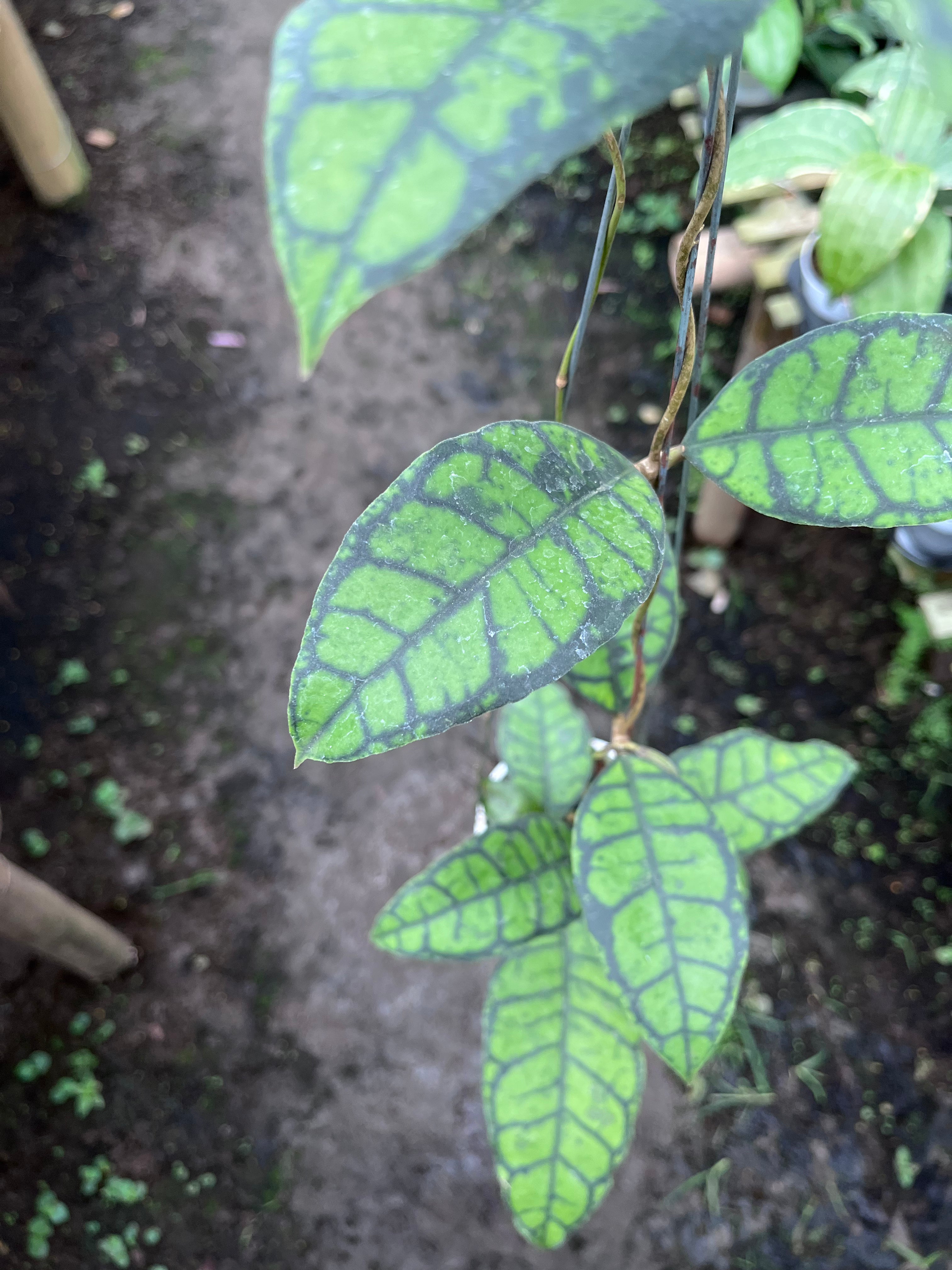 Hoya Callystophylla Turtle