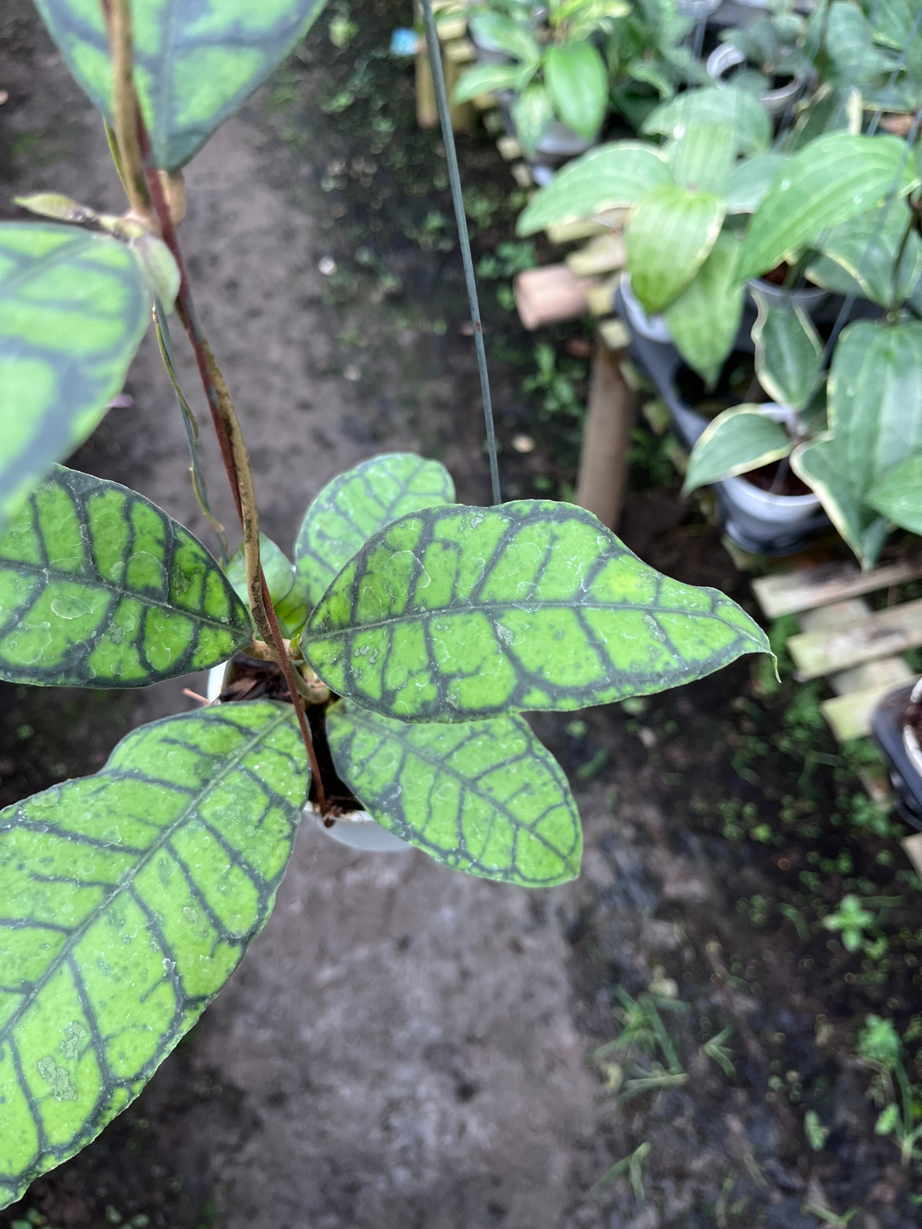 Hoya Callystophylla Turtle