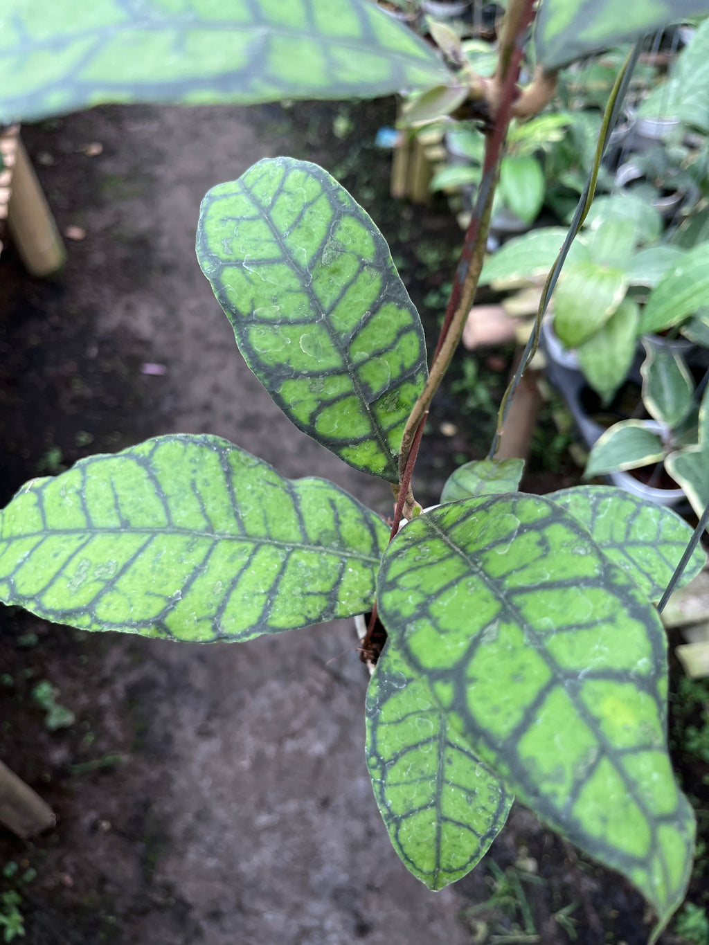 Hoya Callystophylla Turtle