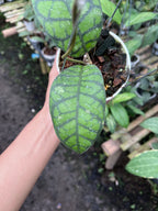 Hoya Callystophylla Obsidian