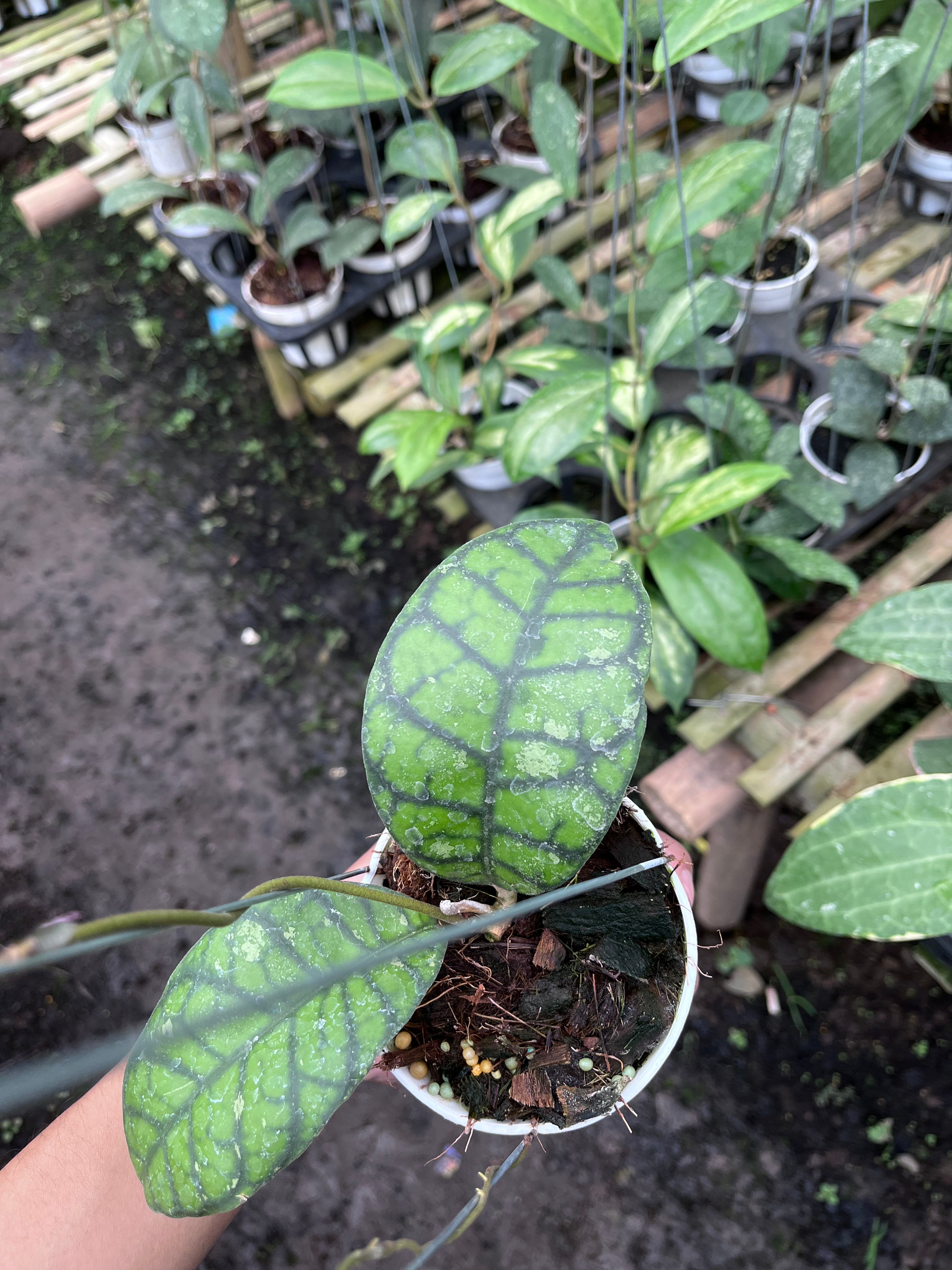 Hoya Callystophylla Obsidian