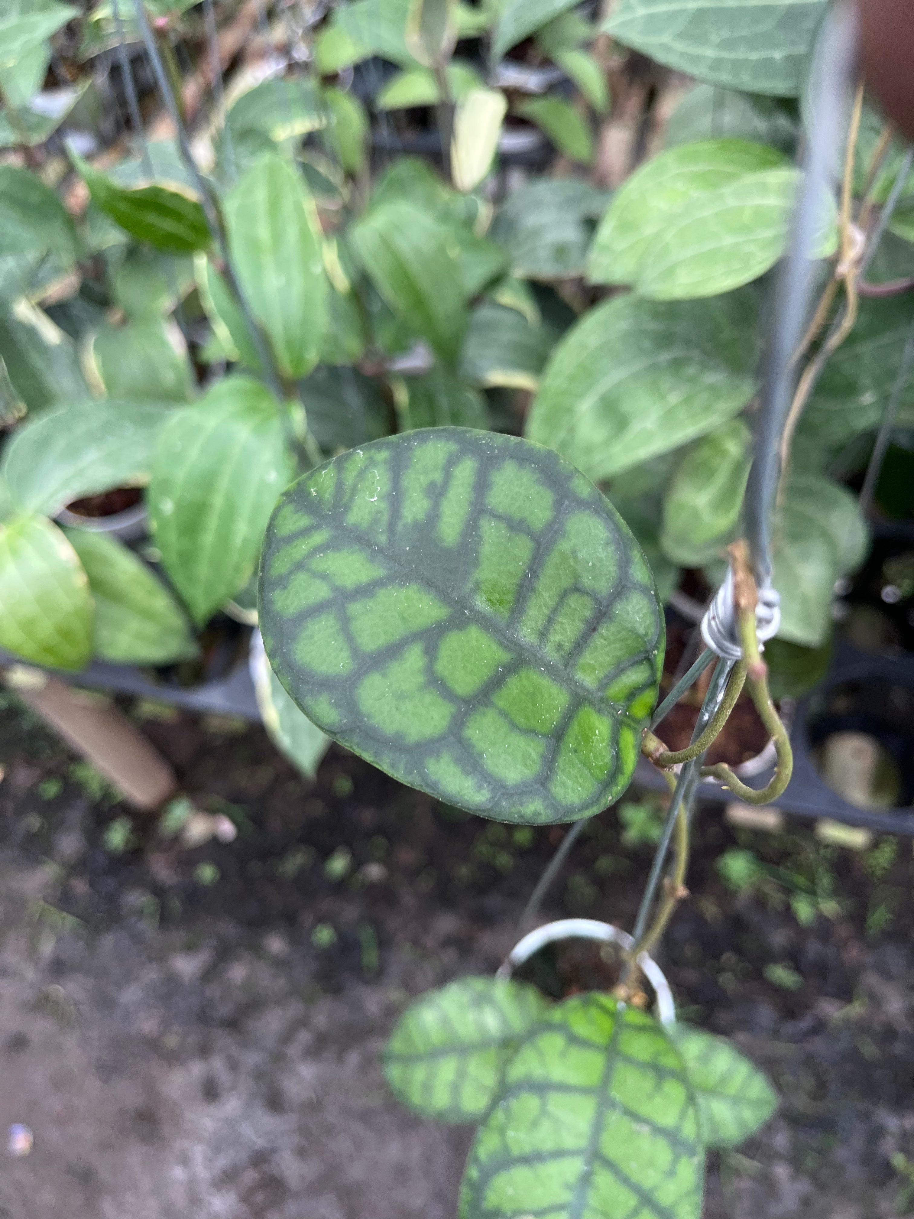 Hoya Callystophylla Obsidian