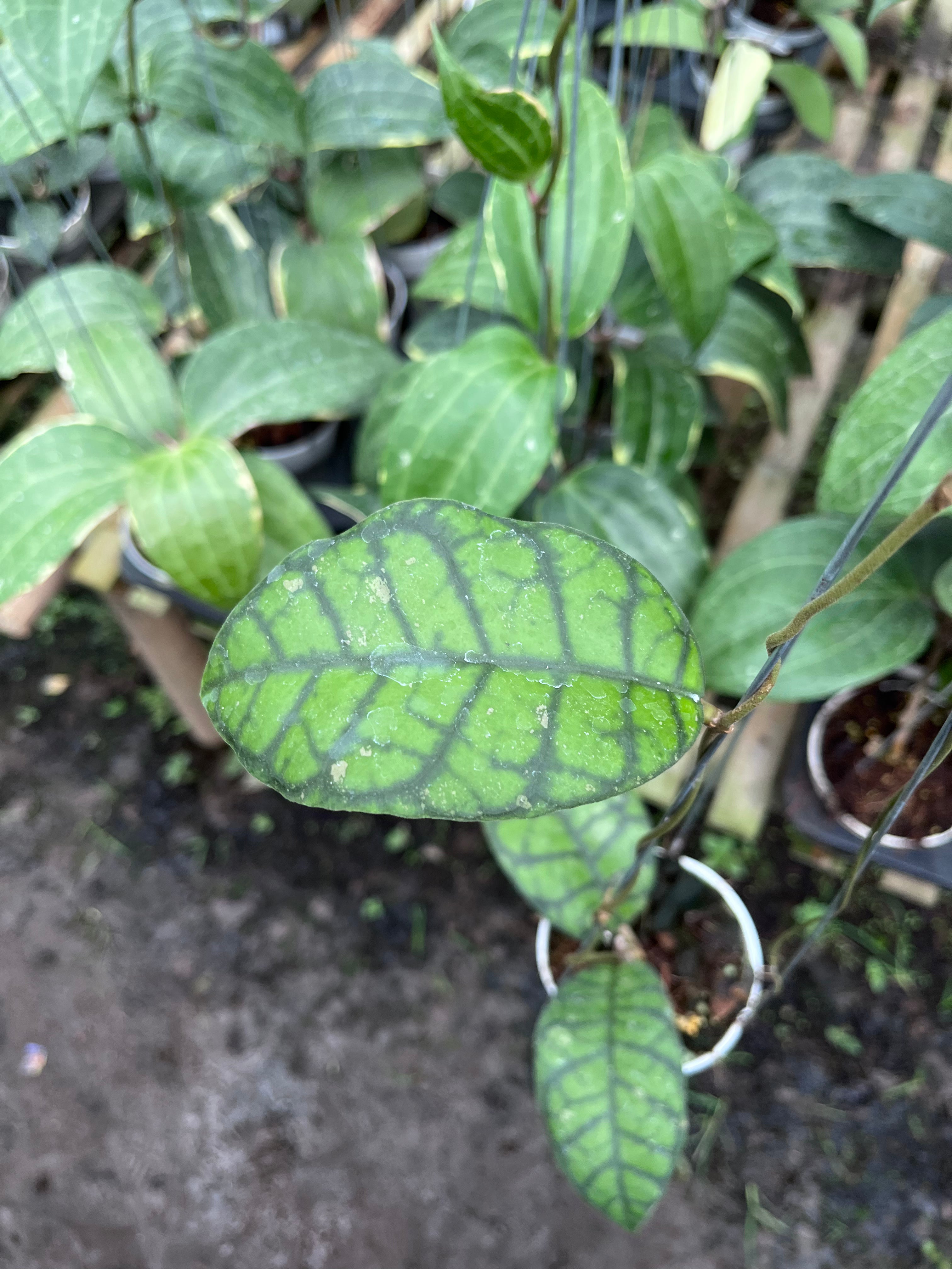 Hoya Callystophylla Obsidian