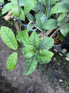 Hoya Callystophylla Spider