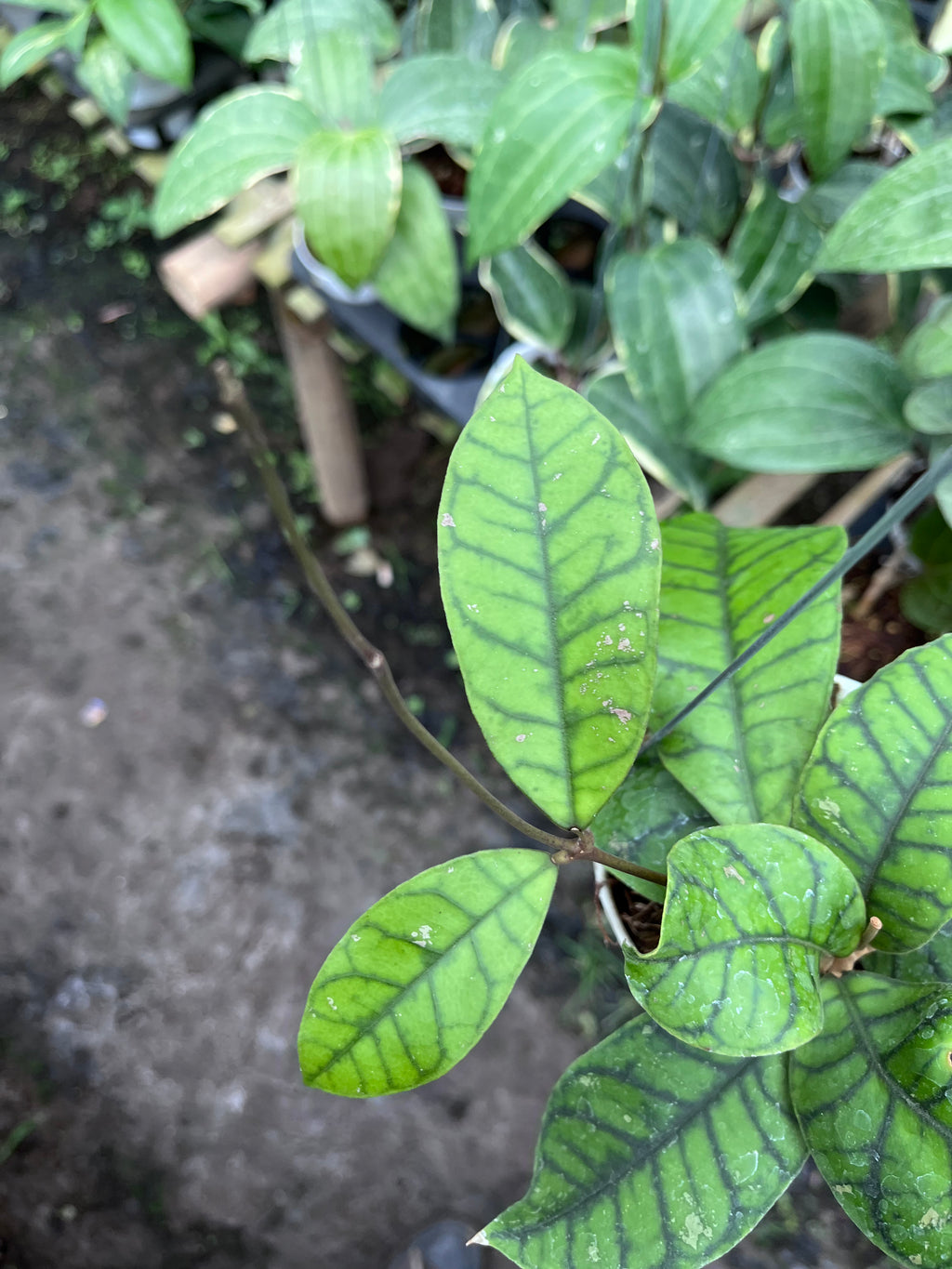 Hoya Callystophylla Spider