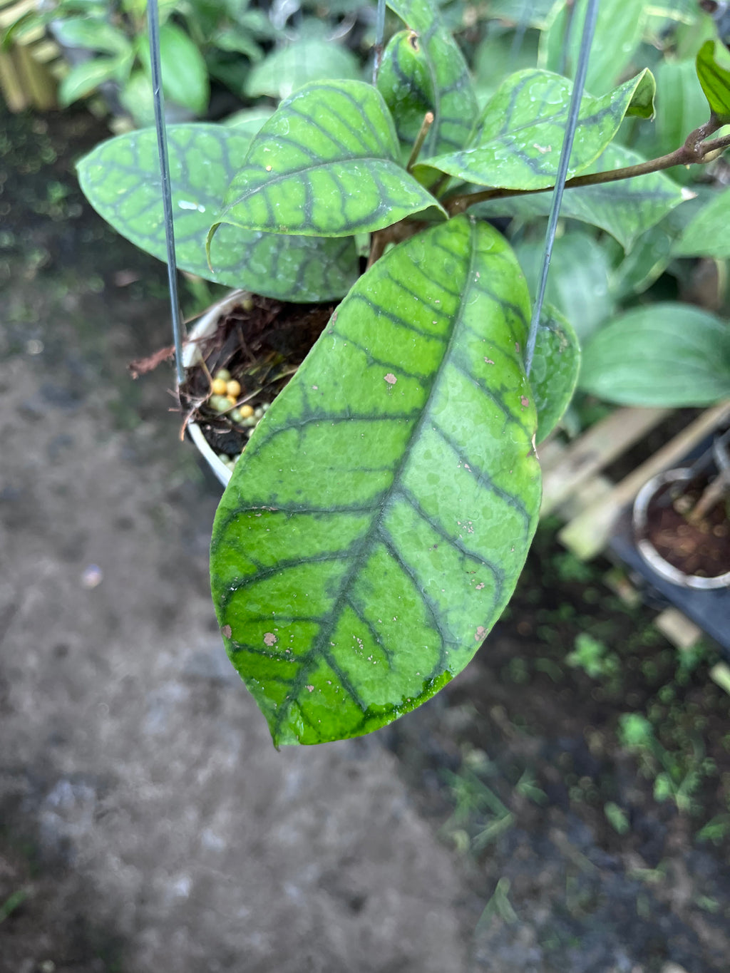 Hoya Callystophylla Spider