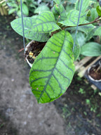 Hoya Callystophylla Spider