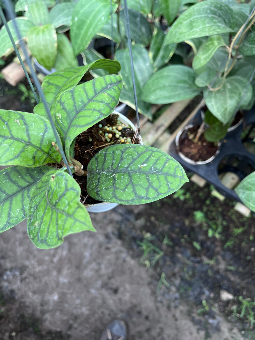 Hoya Callystophylla Spider