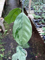 Hoya Coriaceae Silver