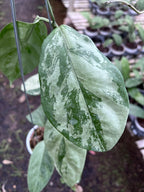 Hoya Coriaceae Silver