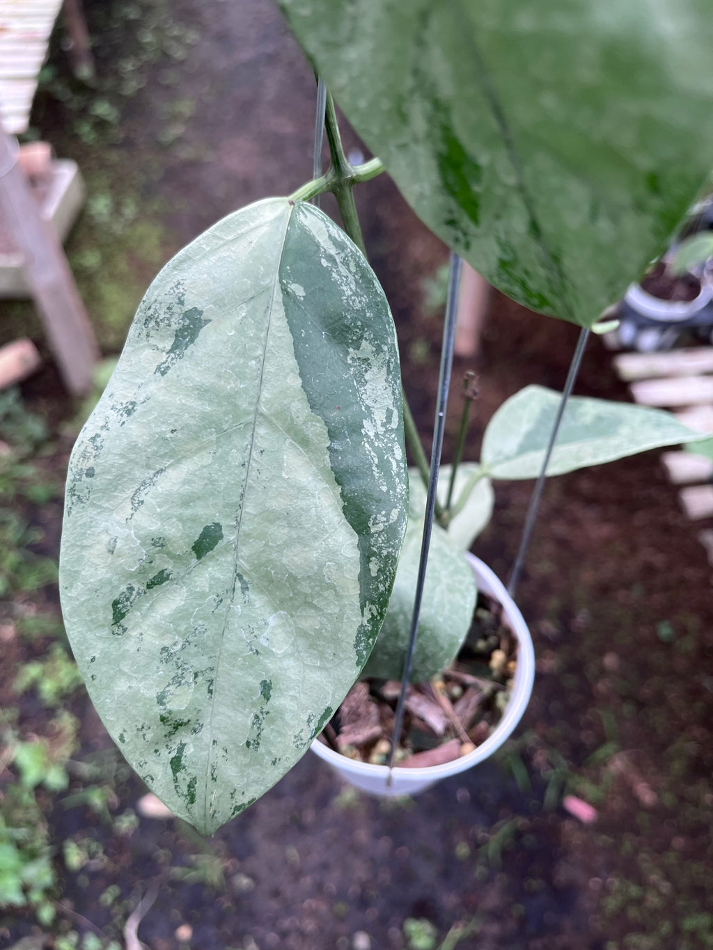Hoya Coriaceae Silver