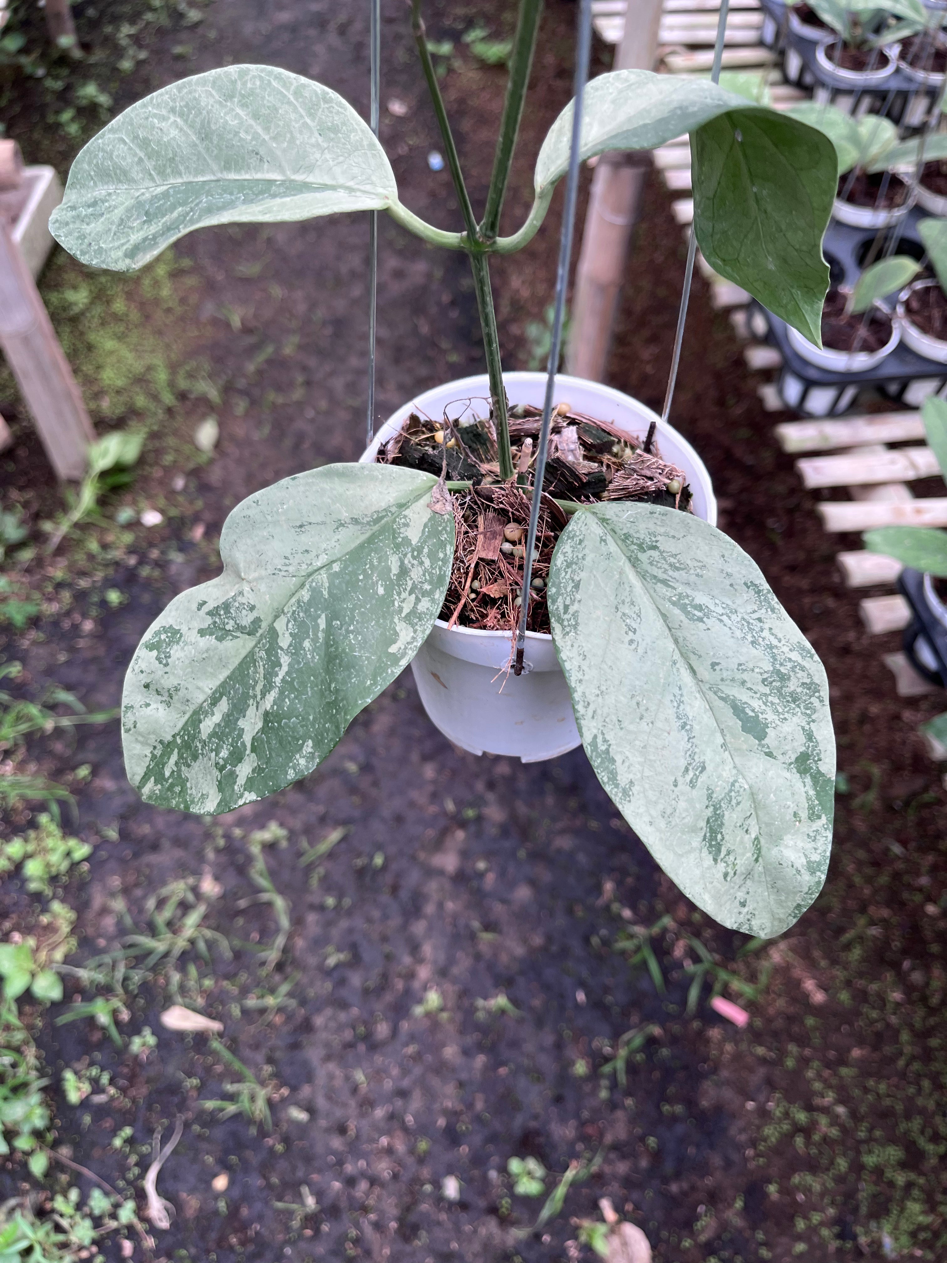 Hoya Coriaceae Silver