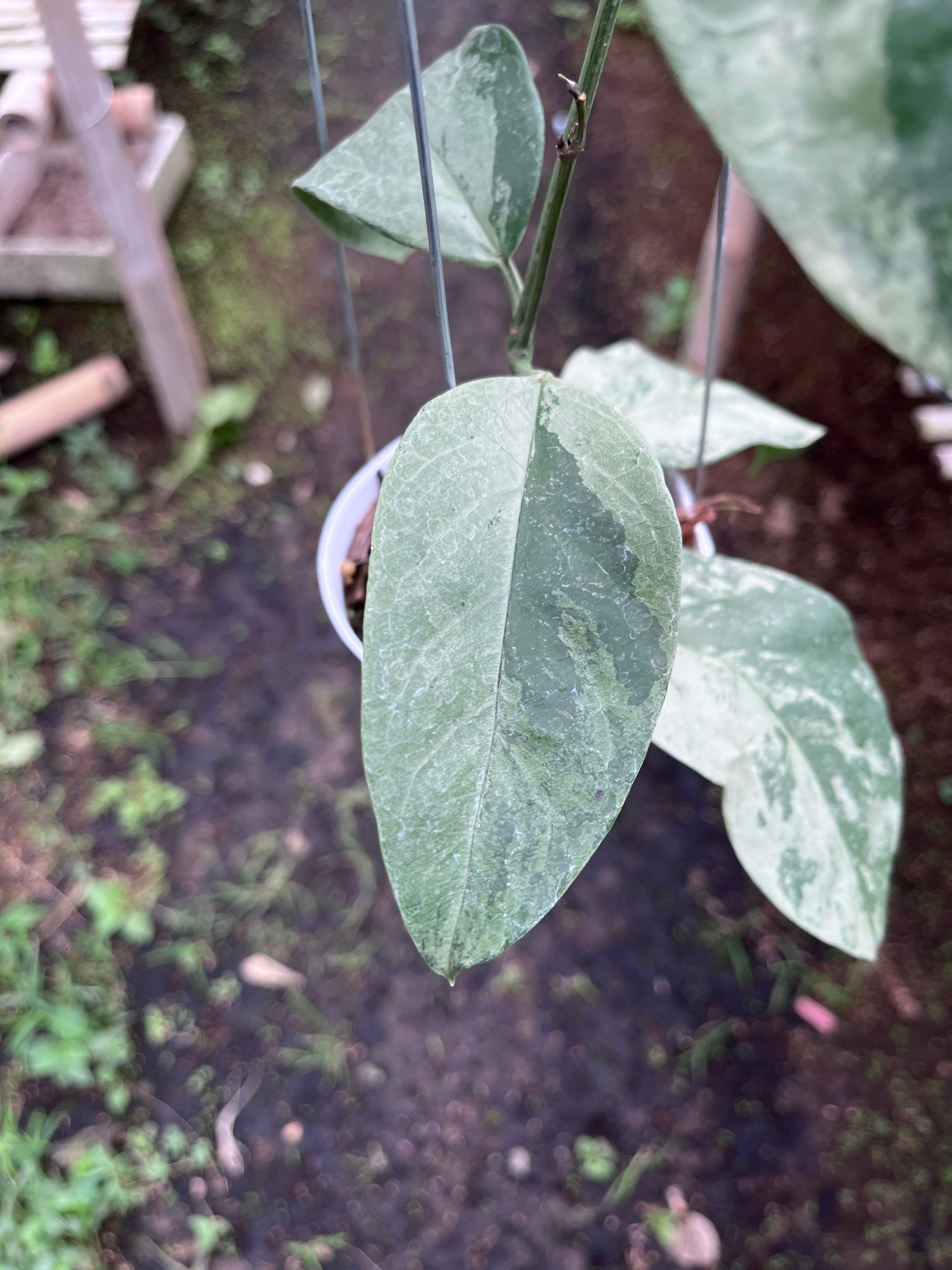 Hoya Coriaceae Silver
