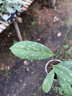 Hoya Vitellinoides