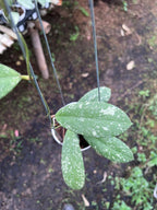 Hoya Vitellinoides