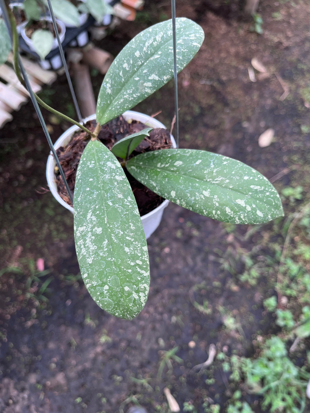Hoya Vitellinoides