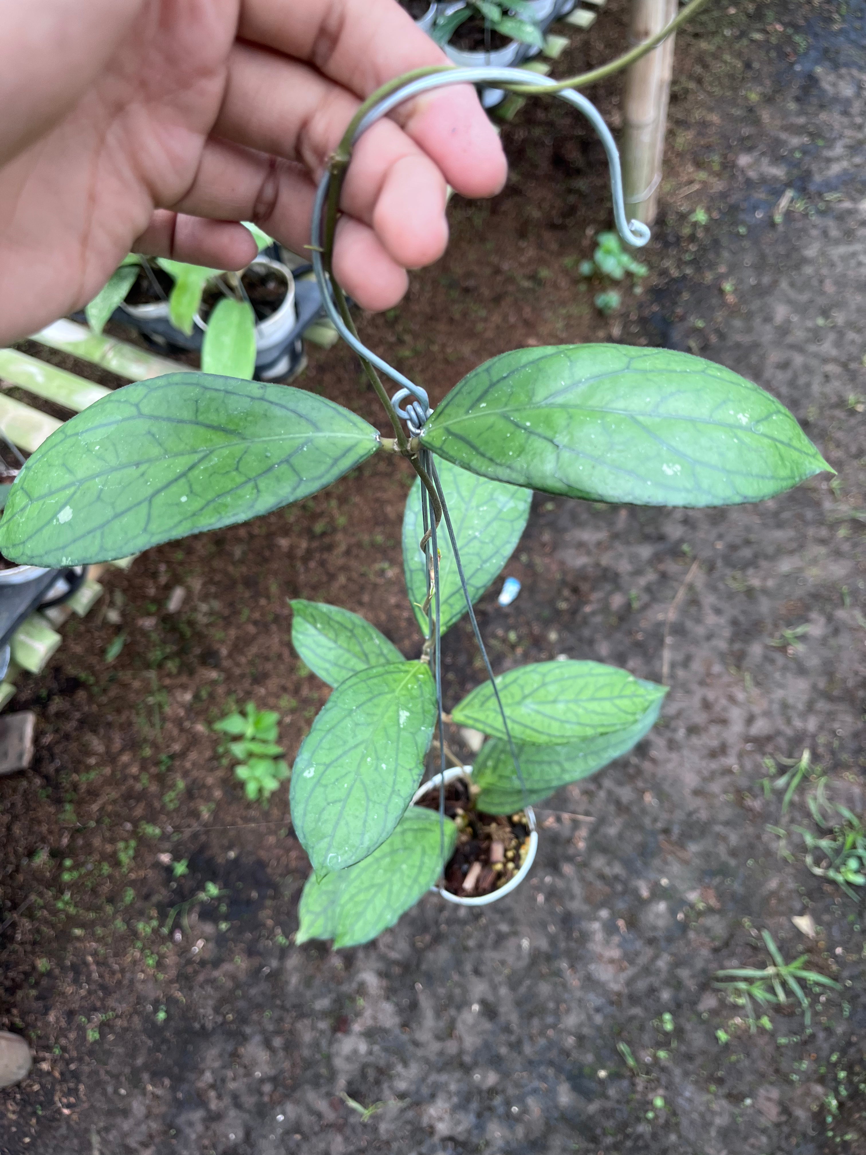 Hoya Tanggamus Regular