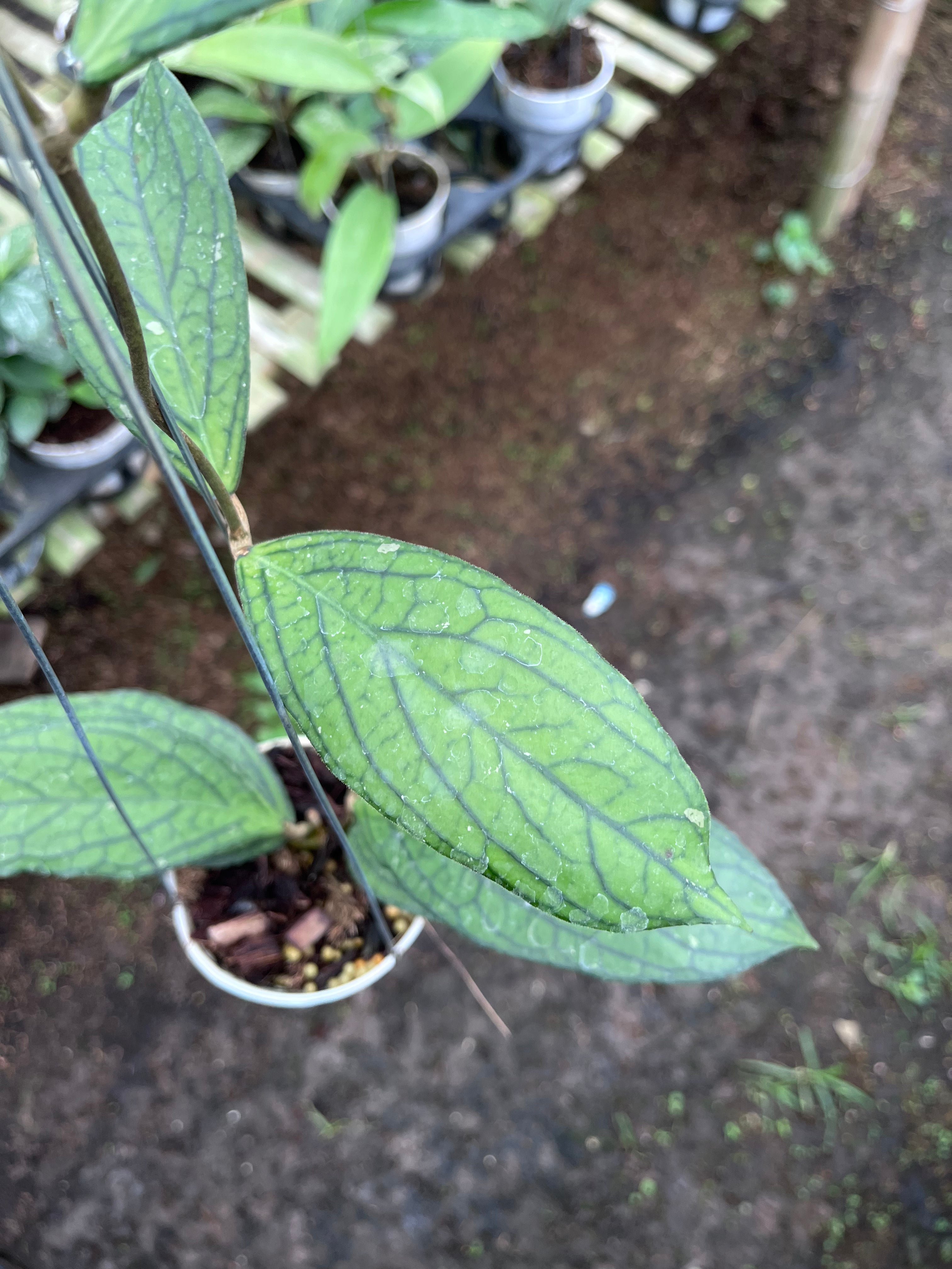 Hoya Tanggamus Regular