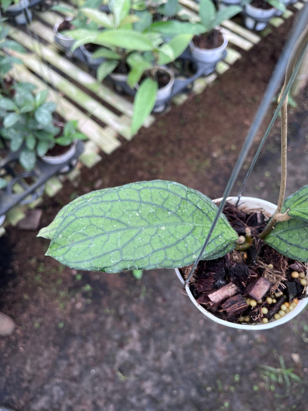 Hoya Tanggamus Regular