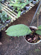 Hoya Tanggamus Regular