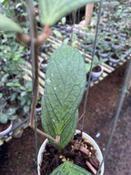 Hoya Tanggamus Regular