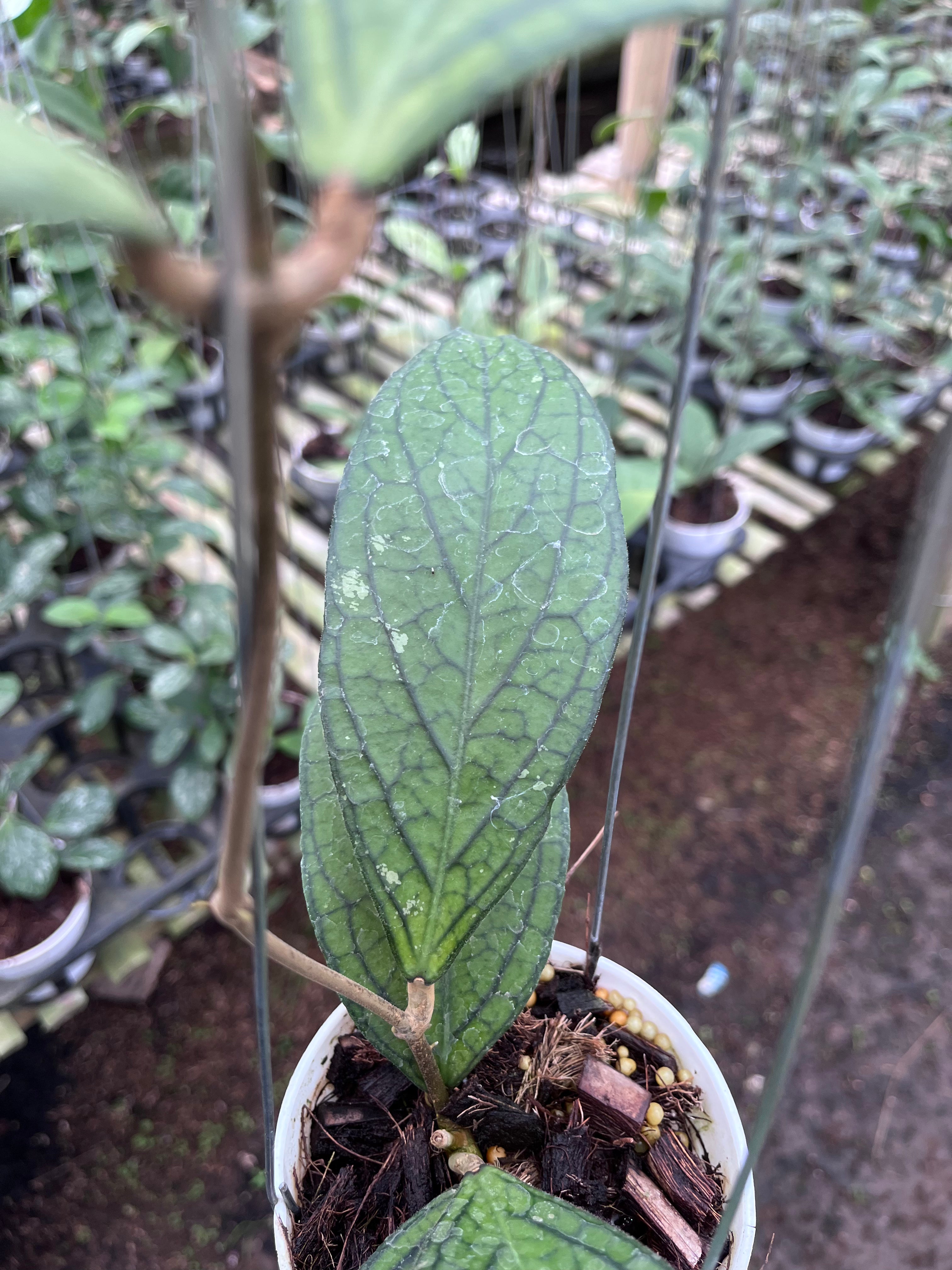 Hoya Tanggamus Regular