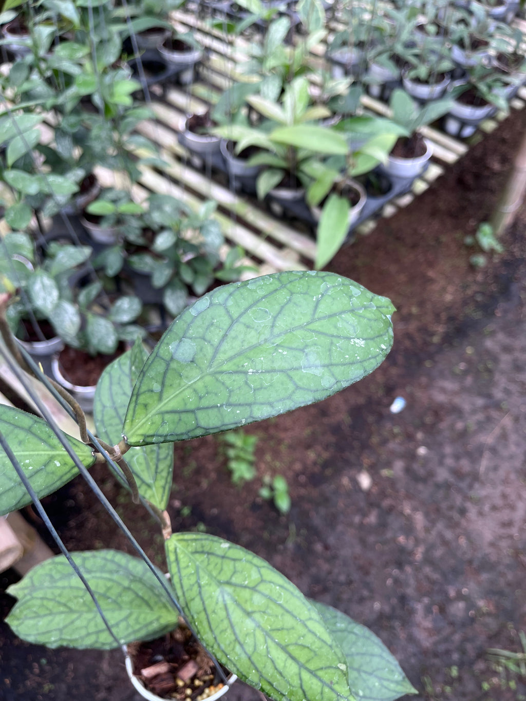 Hoya Tanggamus Regular