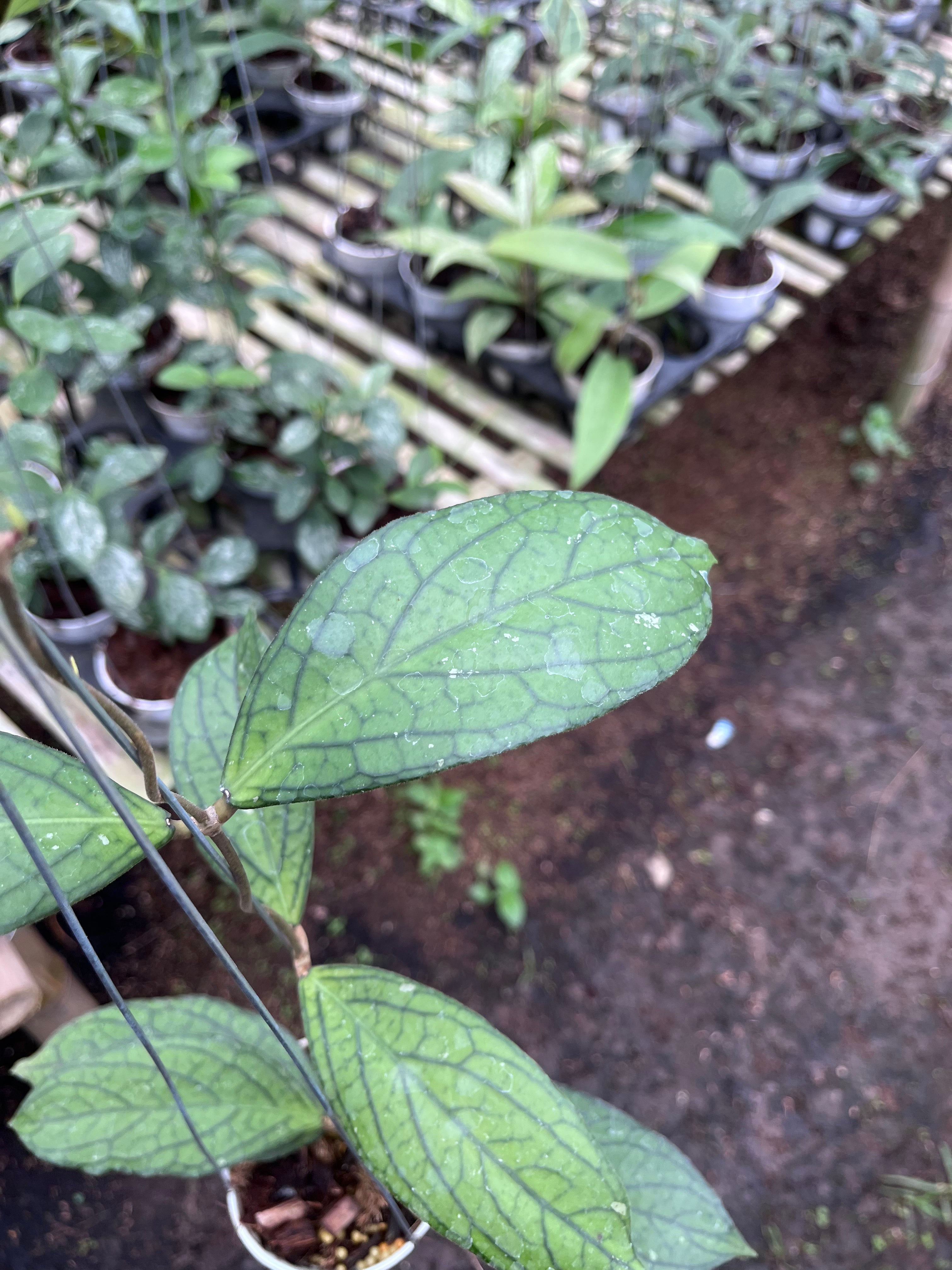 Hoya Tanggamus Regular