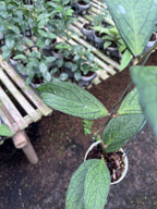 Hoya Tanggamus Regular