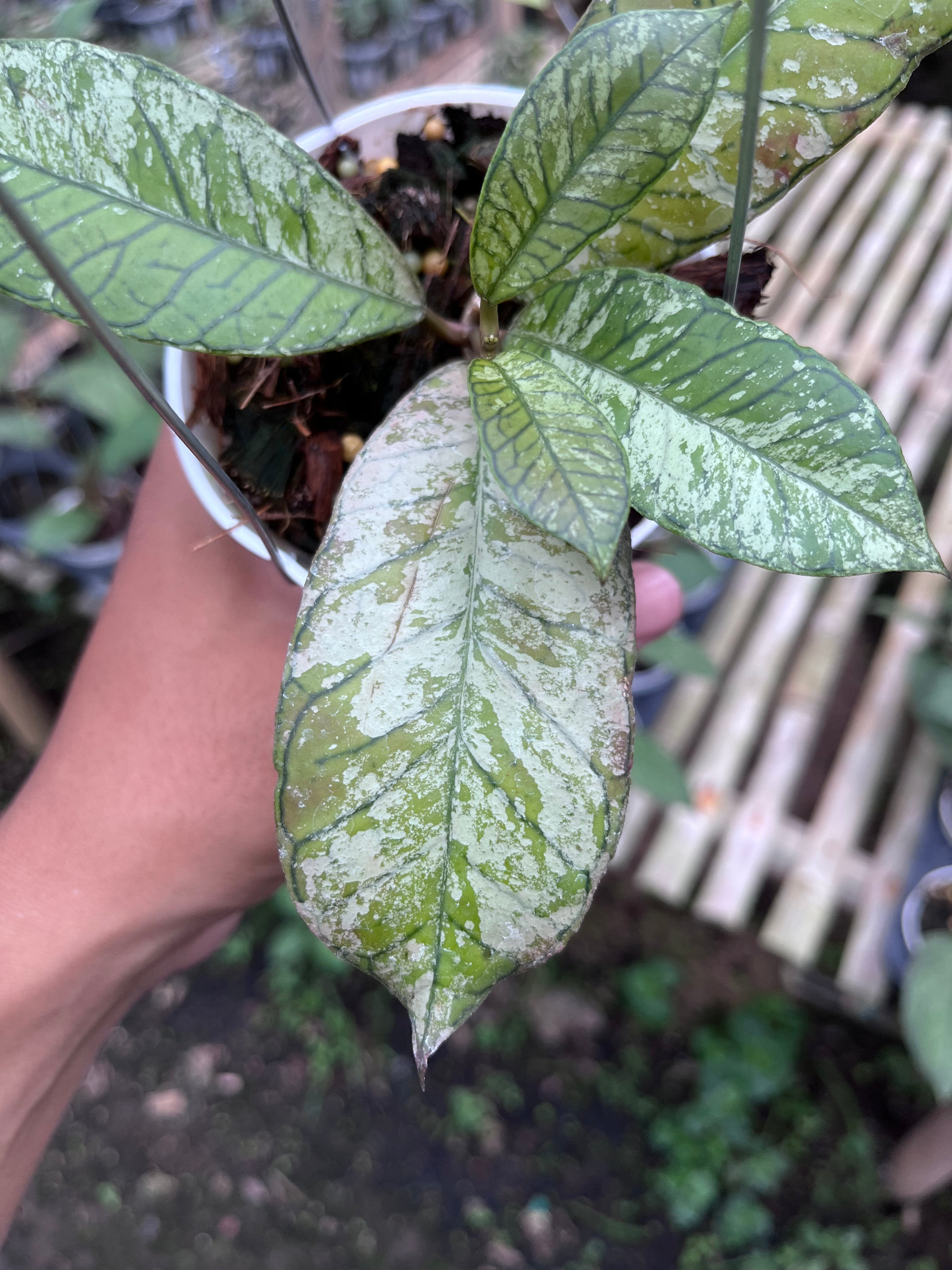 Hoya Gunung Gading Ghost