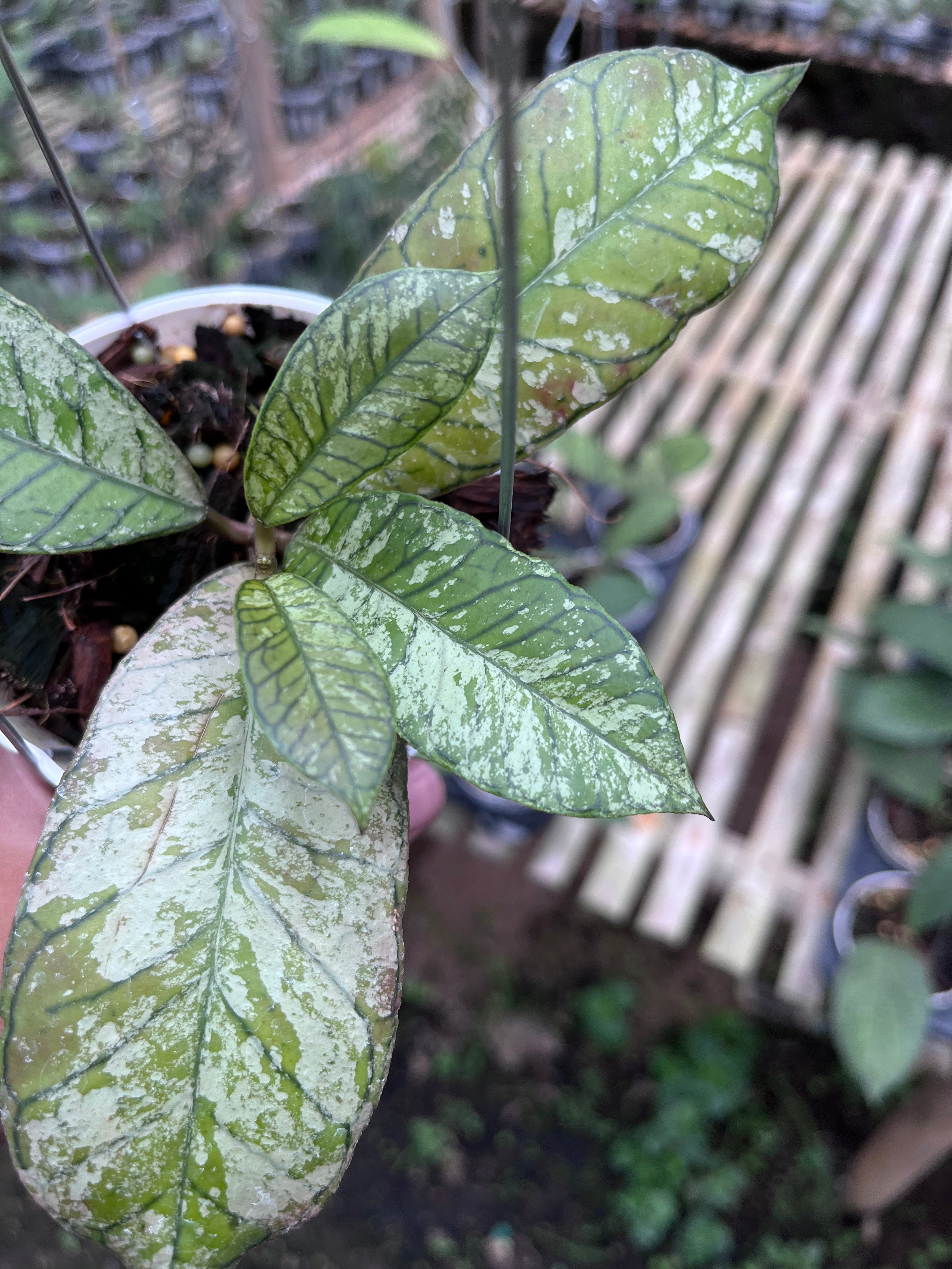 Hoya Gunung Gading Ghost