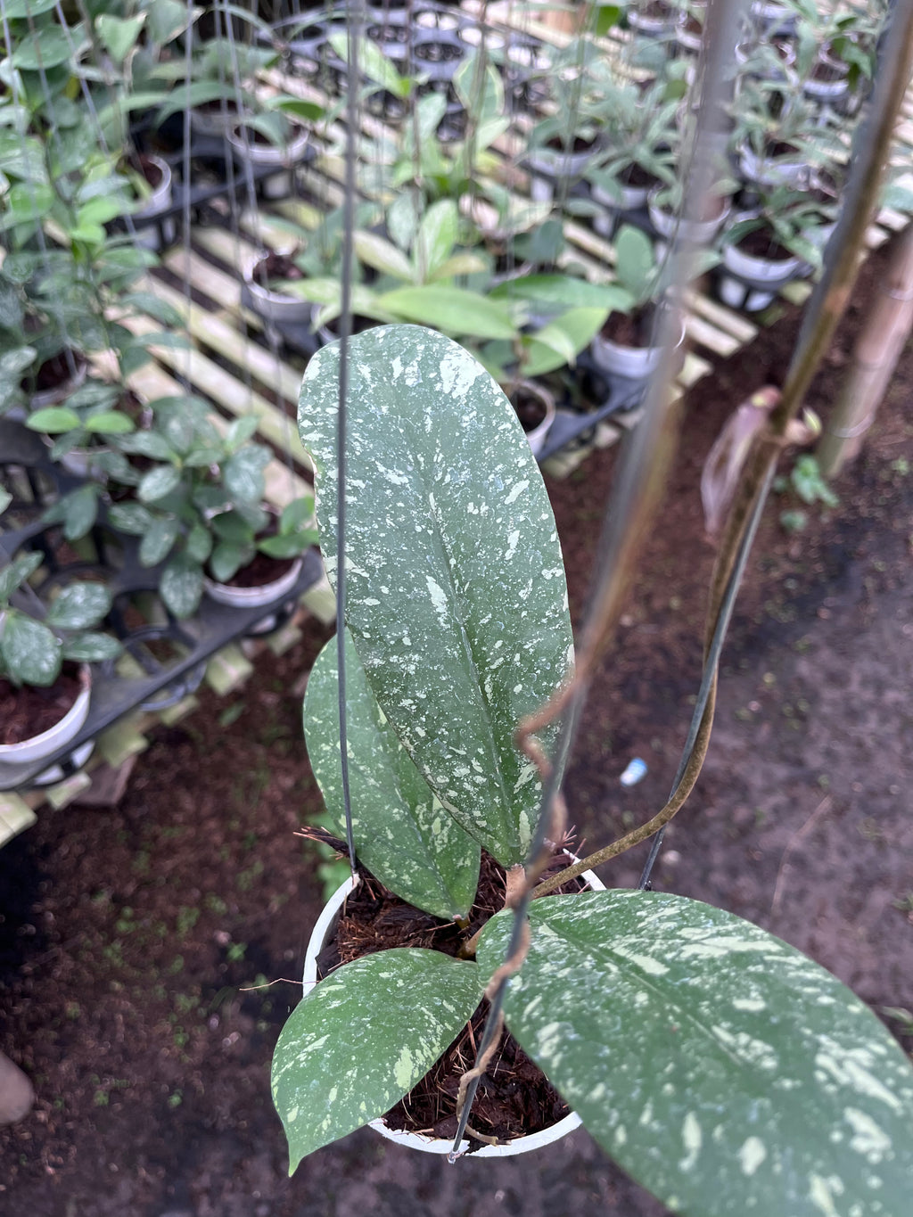 Hoya Vitellinoides