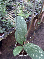 Hoya Vitellinoides
