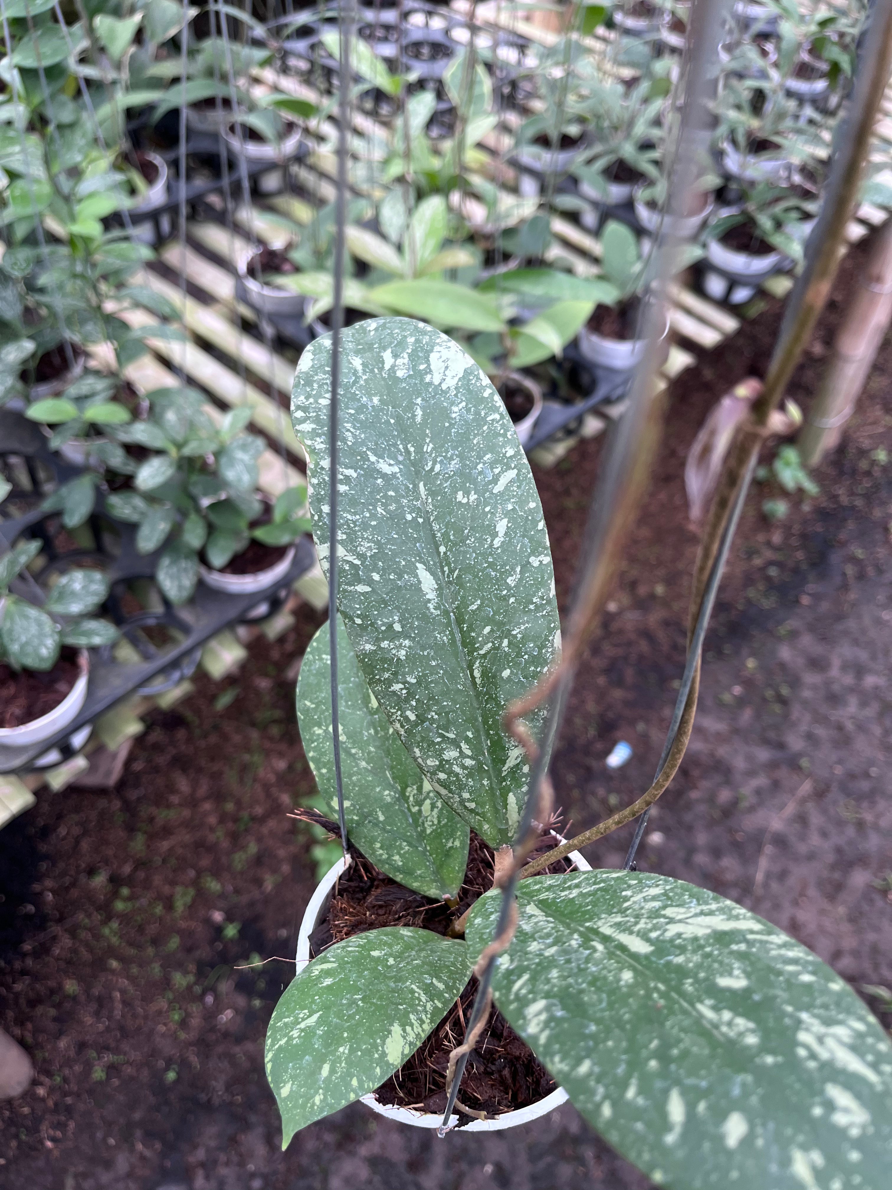 Hoya Vitellinoides