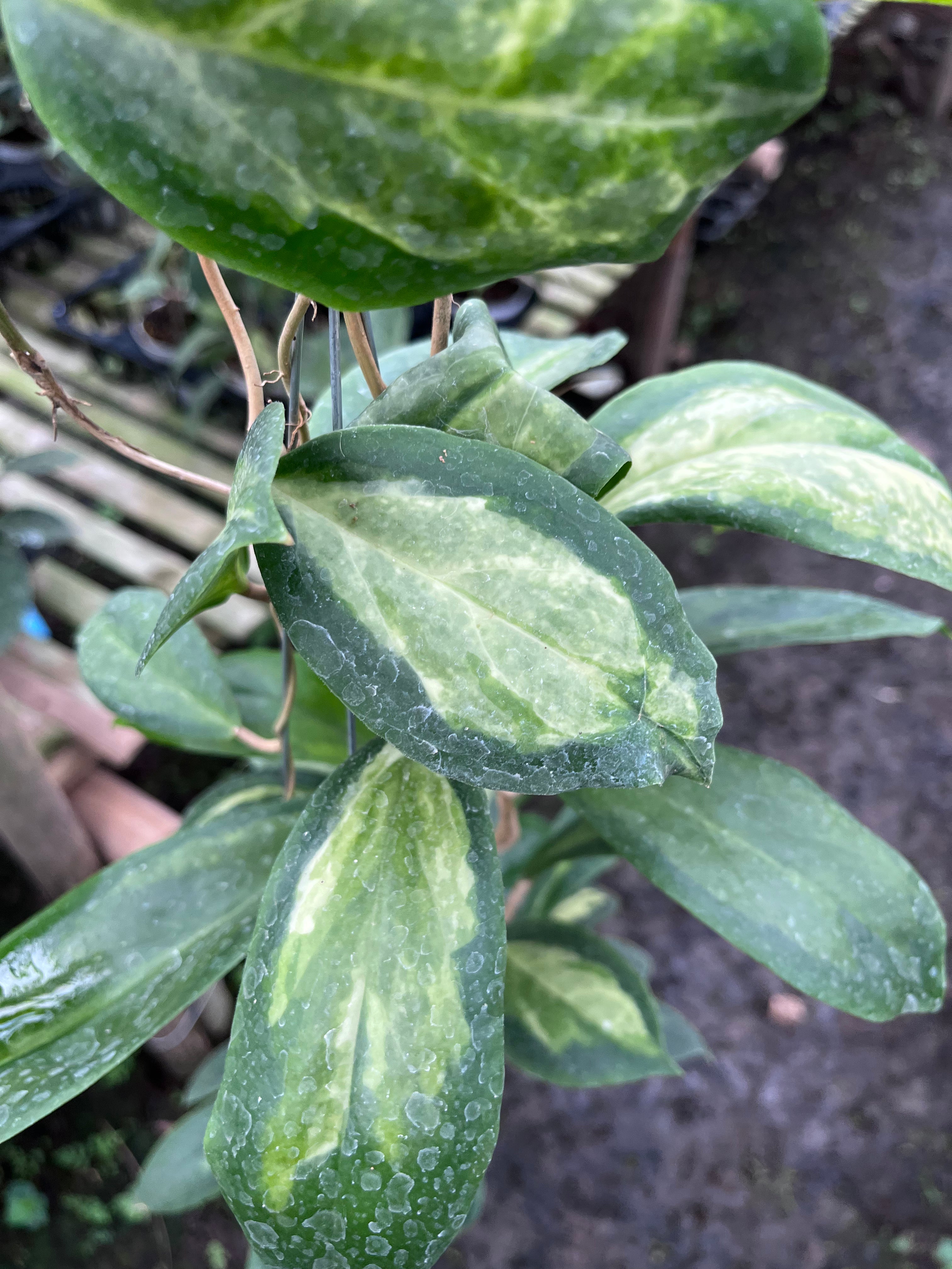 Hoya Increasata Moonshadow