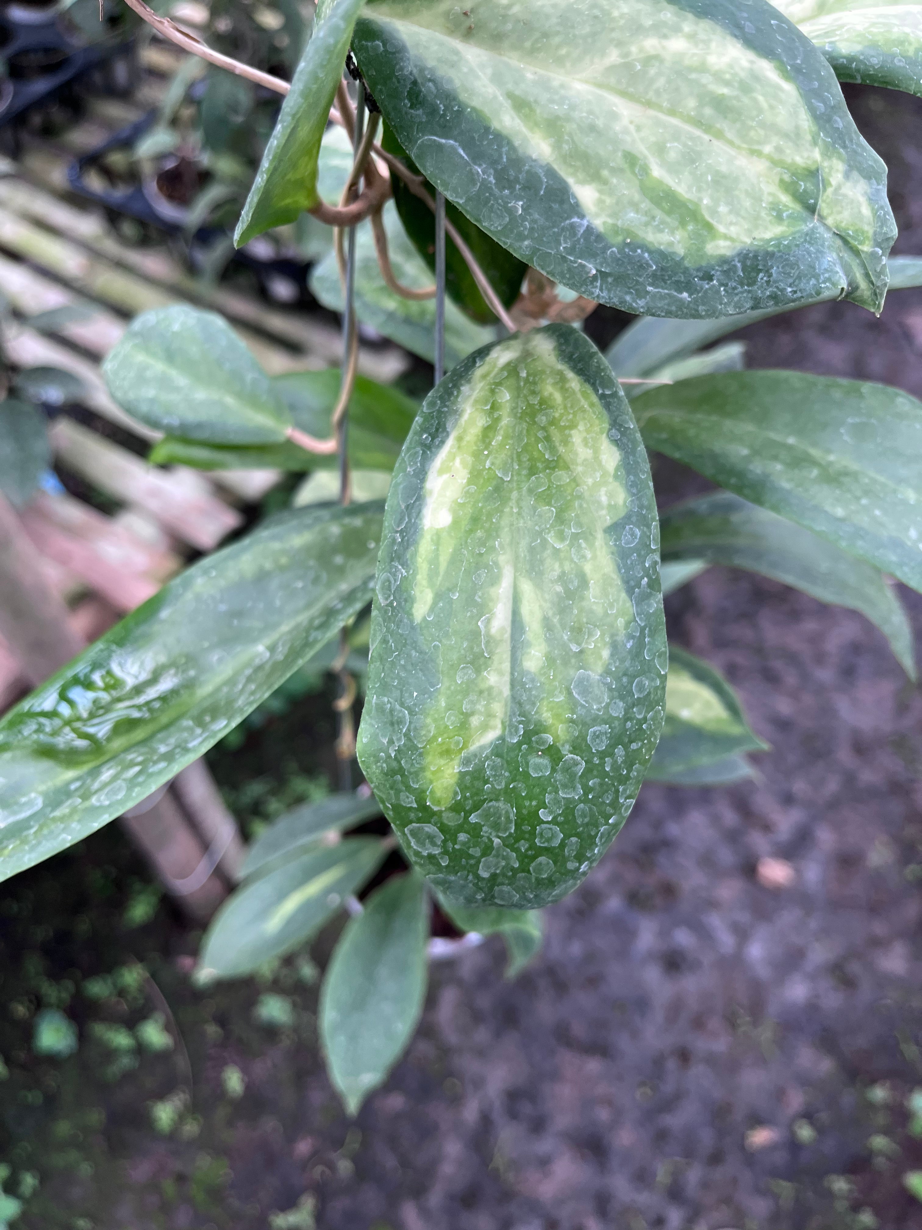 Hoya Increasata Moonshadow