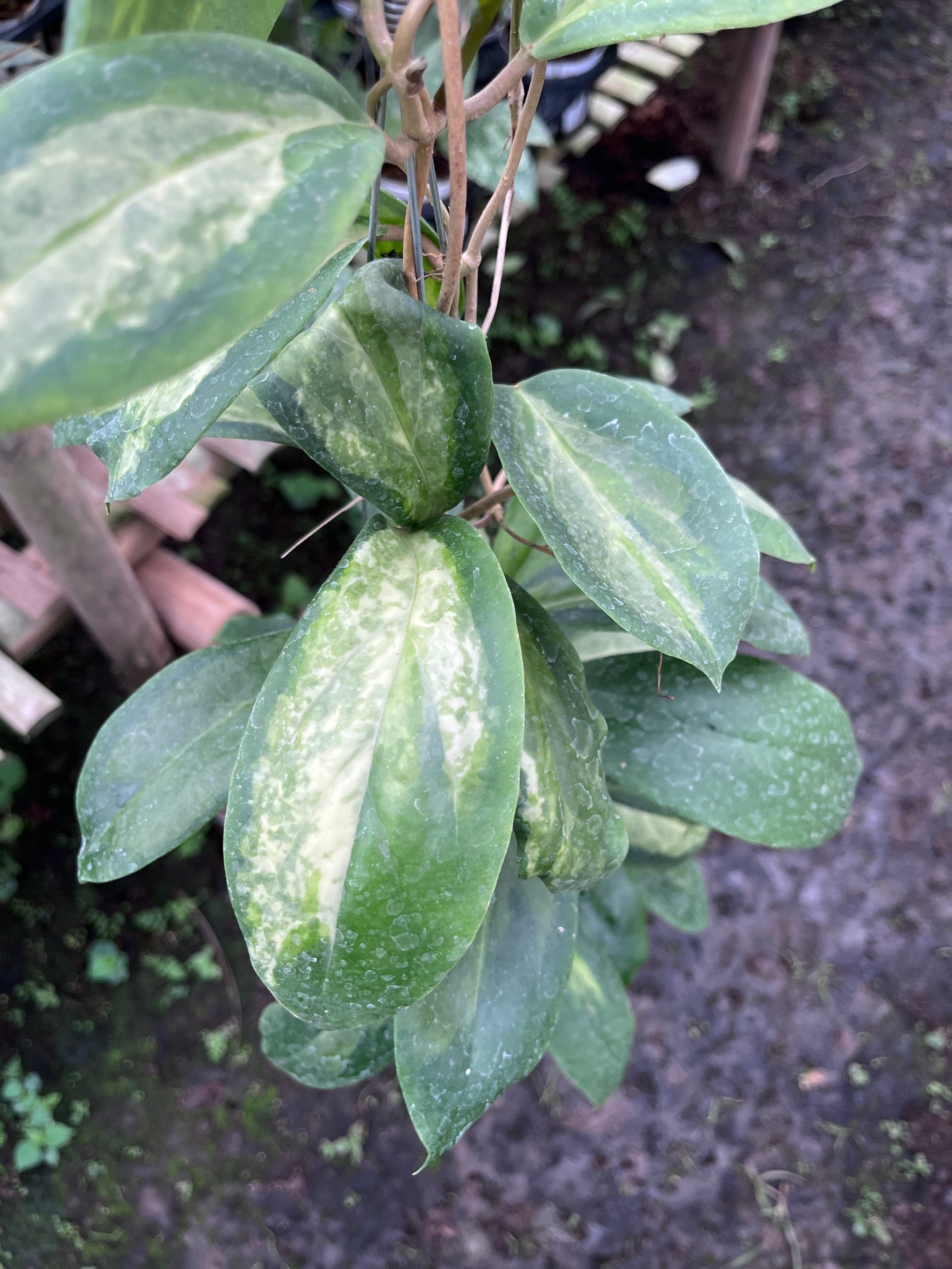 Hoya Increasata Moonshadow