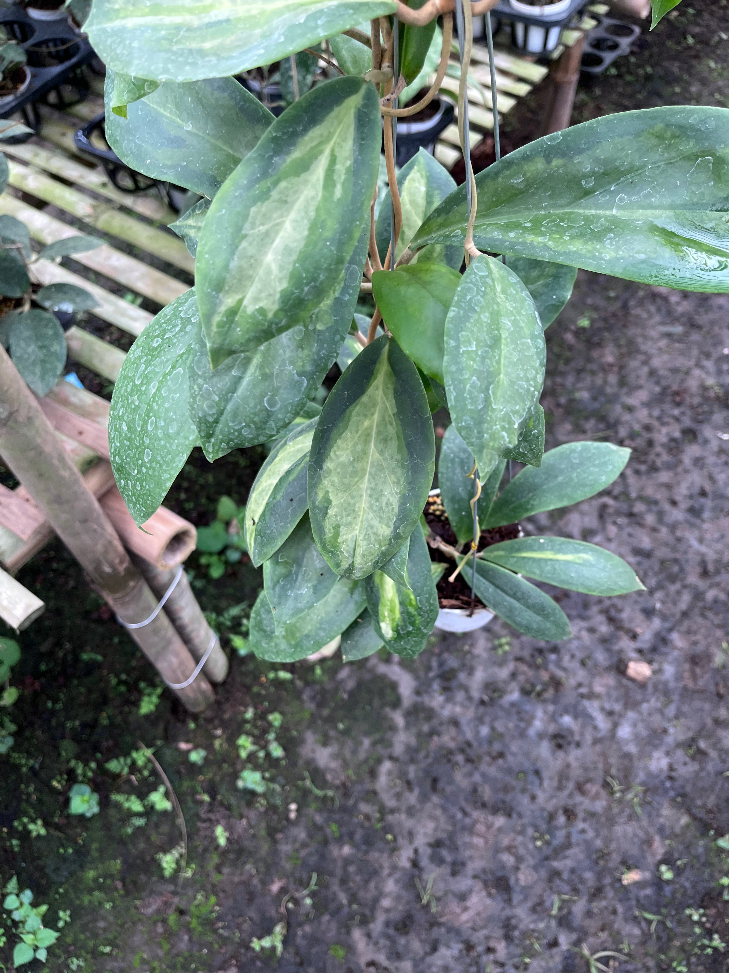 Hoya Increasata Moonshadow