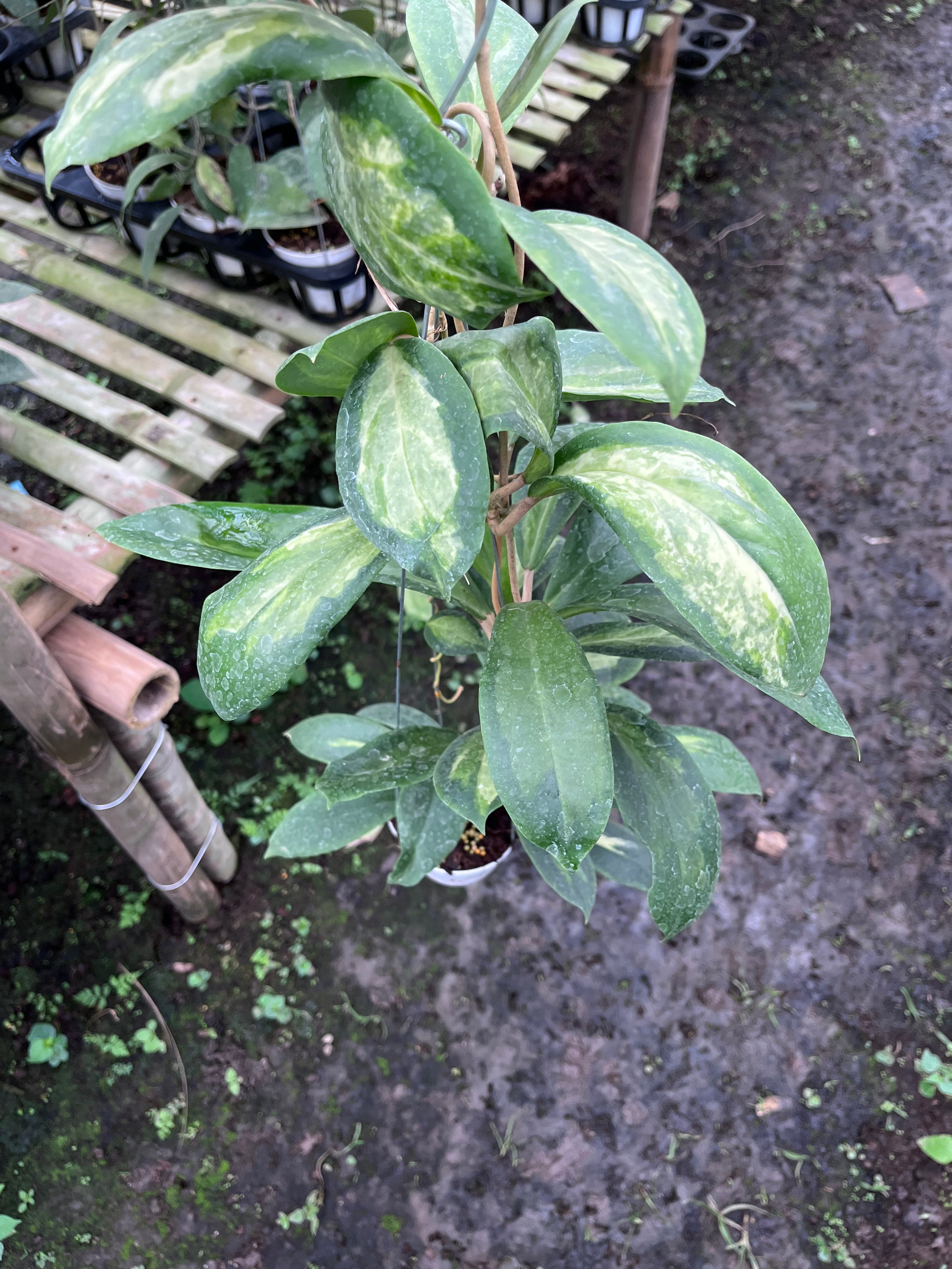 Hoya Increasata Moonshadow