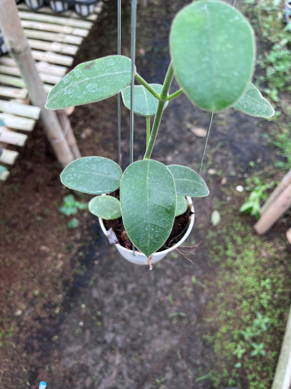 Hoya Eriostemma