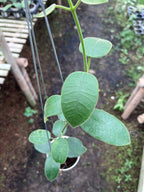 Hoya Eriostemma