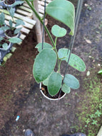Hoya Eriostemma