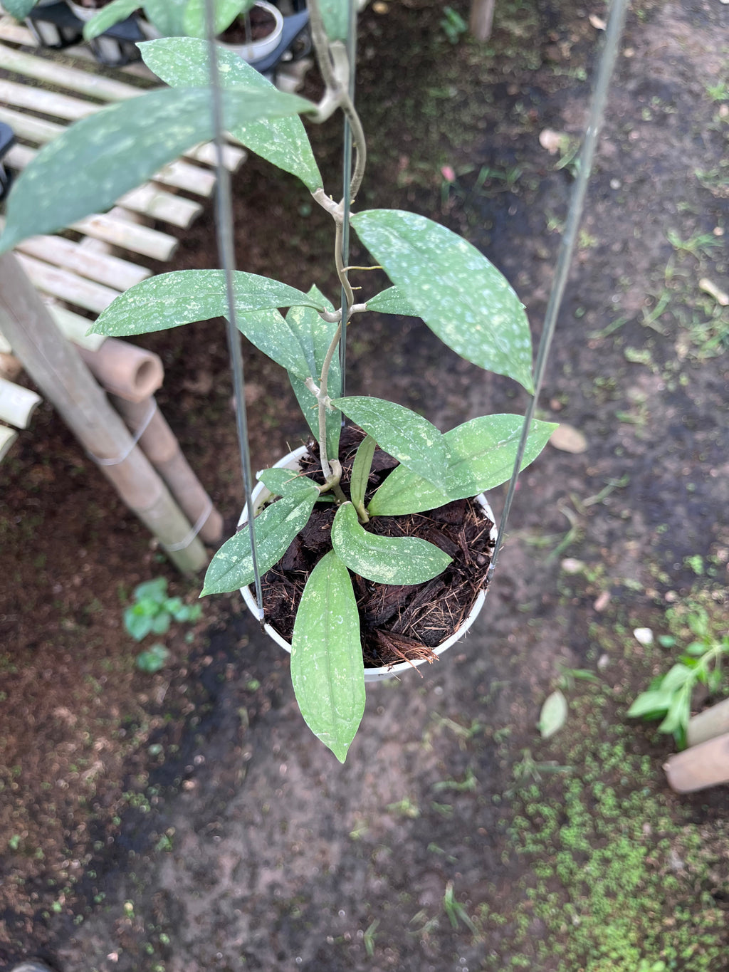 Hoya Rigidifolia Splash
