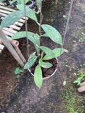 Hoya Rigidifolia Splash