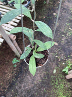 Hoya Rigidifolia Splash